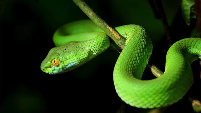 Mơ thấy những con rắn có màu sắc bất thường