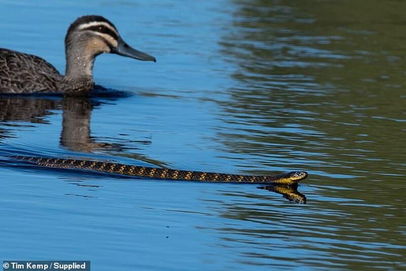 Mơ thấy rắn lướt trên mặt nước là điềm tốt