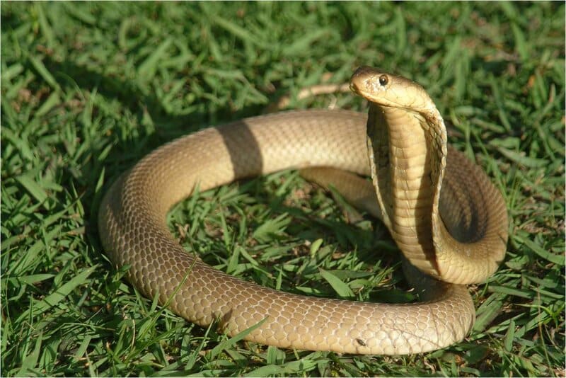 Đừng lo lắng về những rắn cắn vì chúng có thể đem lại điềm báo tốt cho bạn. Hãy xem hình ảnh và khám phá điều bất ngờ đó.